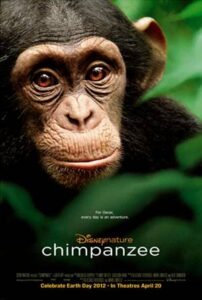 chimpanzee