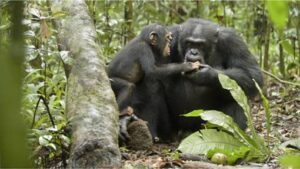 chimppic