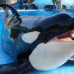 shamu sea world san diego
