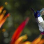 Disneynature Wings of Life