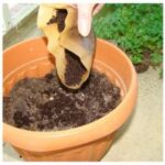Reusing Everyday Waste by Reusing Coffee Grounds for Gardening