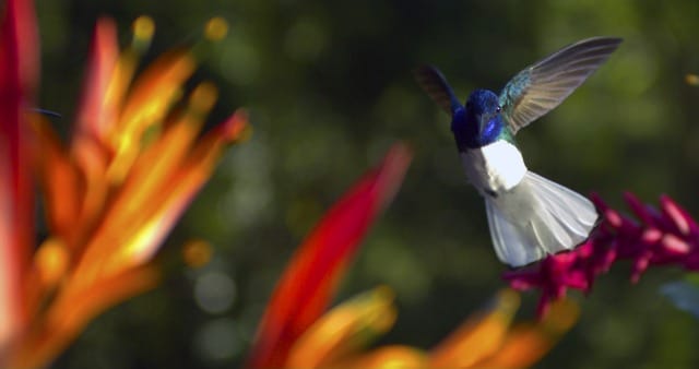 Male white-necked Jacobin near Heliconia blooms