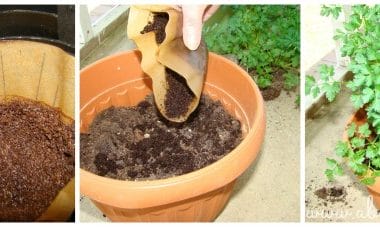 Reusing Everyday Waste by Reusing Coffee Grounds for Gardening