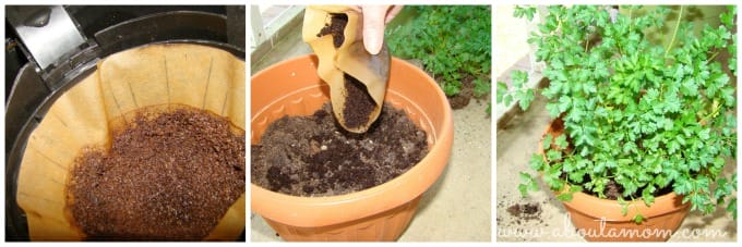 Reusing Everyday Waste by Reusing Coffee Grounds in the Garden
