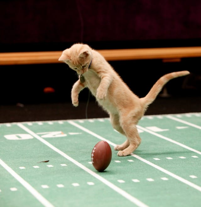 Hallmark Channel’s Kitten Bowl and Rachael Ray’s Nutrish for Cats