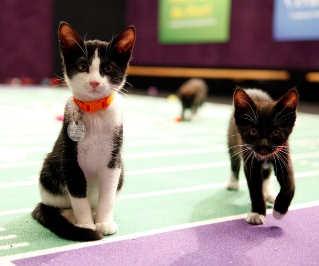 Hallmark Channel’s Kitten Bowl and Rachael Ray’s Nutrish for Cats