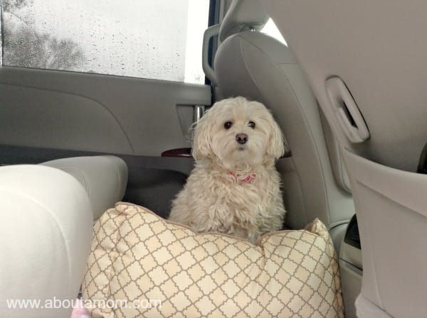Traveling with Dogs in the Toyota Sienna
