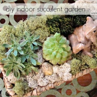 DIY Indoor Succulent Garden