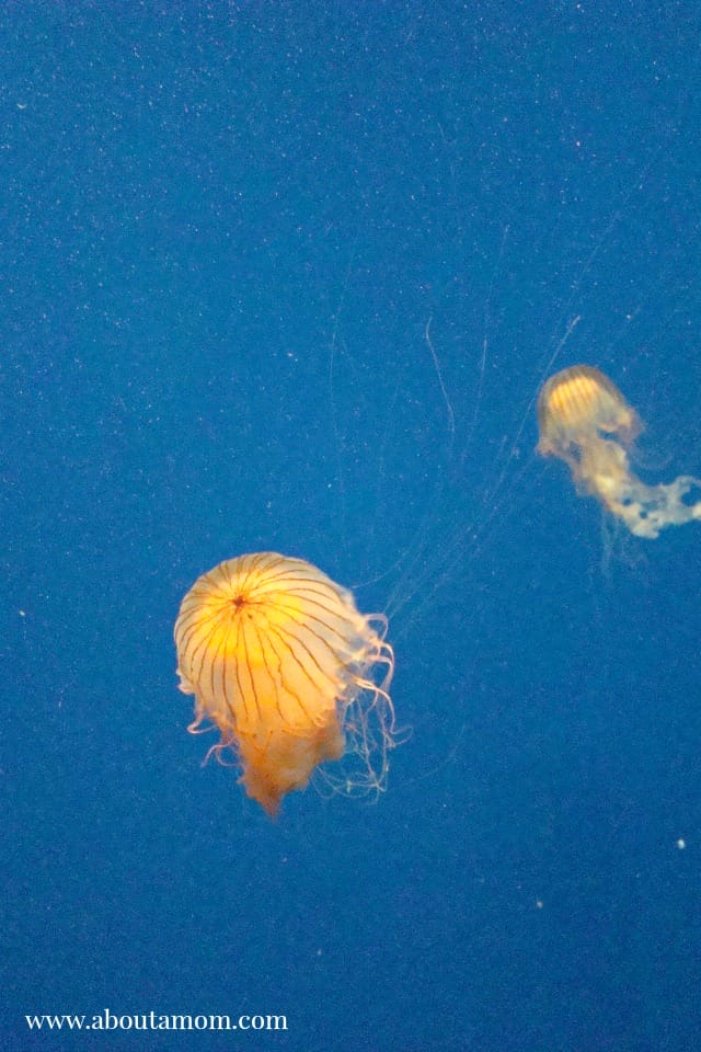 Georgia Aquarium Tropical Diver Exhibit - Jelly Fish