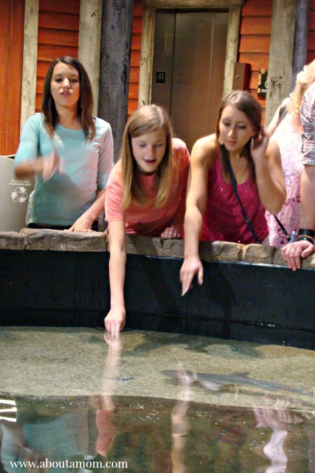 Georgia Explorer Experience at Georgia Aquarium