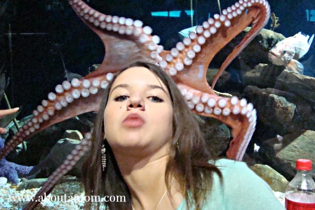 Giant Squid Hair at Georgia Aquarium