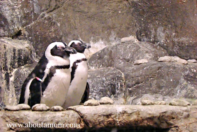 Penguins at Georgia Aquarium