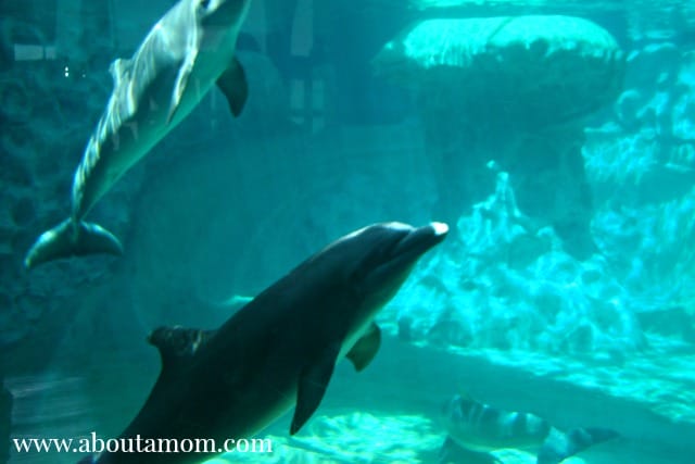 Spring Break Fun at Georgia Aquarium - Dolphins