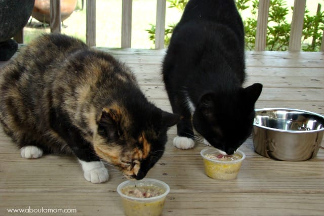 Dinner for Two - Nutrish for Cats