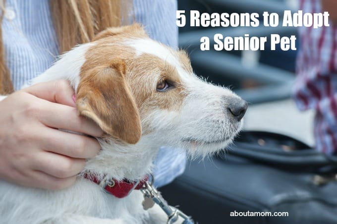 There are so many reasons to adopt a senior pet. Older dogs and cats make great companions and in most cases are already trained. You might even be saving a life when you adopt an older pet.