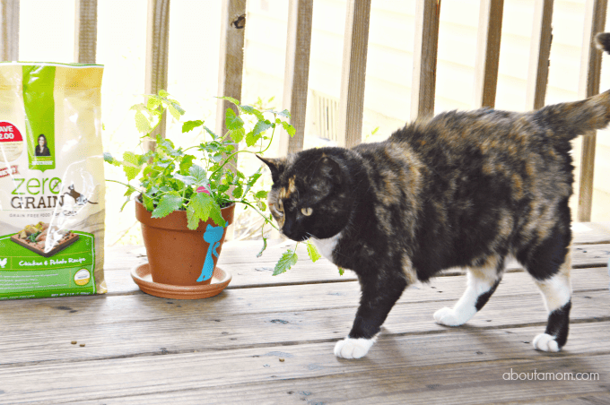 Growing Herbs for Cats + Nutrish Zero Grain Chicken & Potato