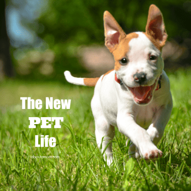 The new pet life. Simple solutions and advice for new pet owners from veterinarian, Dr. Evan Antin.