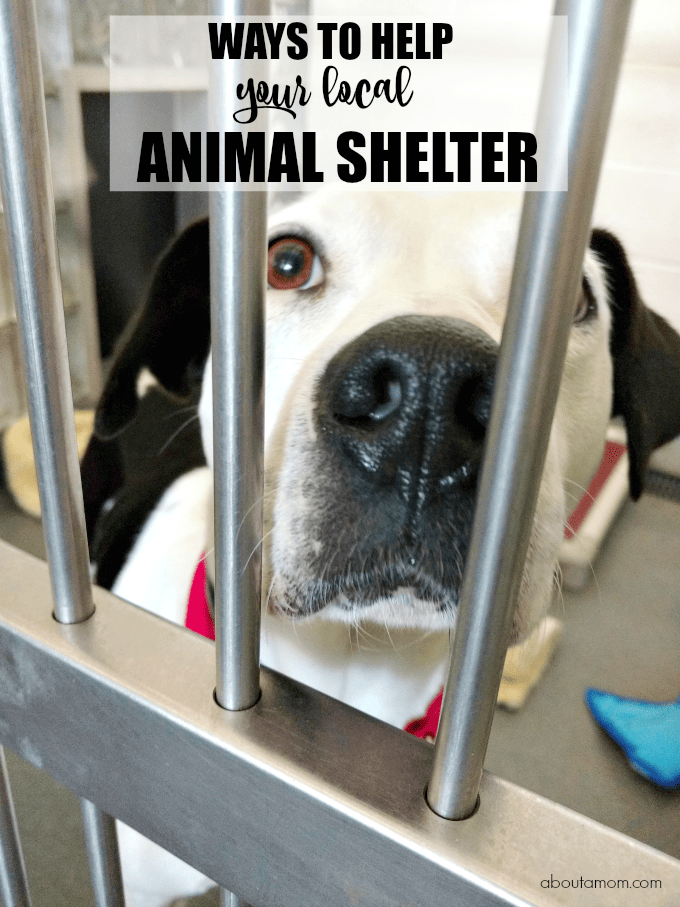 When it comes to helping save the lives of dogs and cats, there are many ways to help your local animal shelter or rescue. 