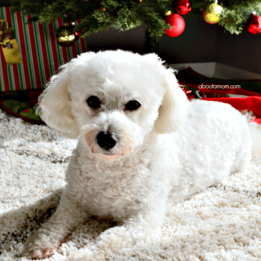 When you're celebrating your holiday traditions, don't forget to include your four-legged family members. Use these ideas to make the holidays special for your pet.
