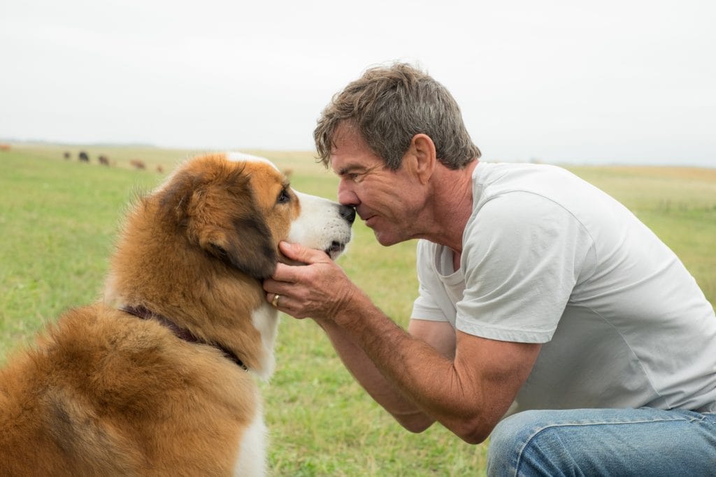 Every dog has a purpose. See A Dog's Purpose in theaters everywhere on January 27, 2017. Starring Britt Robertson, KJ Apa, John Ortiz, with Dennis Quaid and Josh Gad.