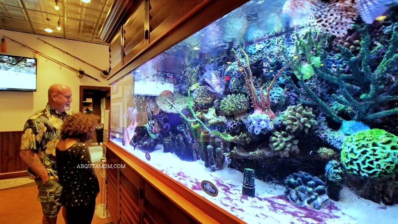With a 33,500 gallon aquarium that covers an entire wall of the dining room, Guy Harvey's RumFish Grill in St. Pete Beach, FL, offers diners a unique experience. The menu boasts a fresh selection of cutting edge seafood, pasta, meat and poultry. Don't miss the decadent desserts while you're there, or just stop in to enjoy a drink at one of two bars located in this popular Florida seafood restaurant.