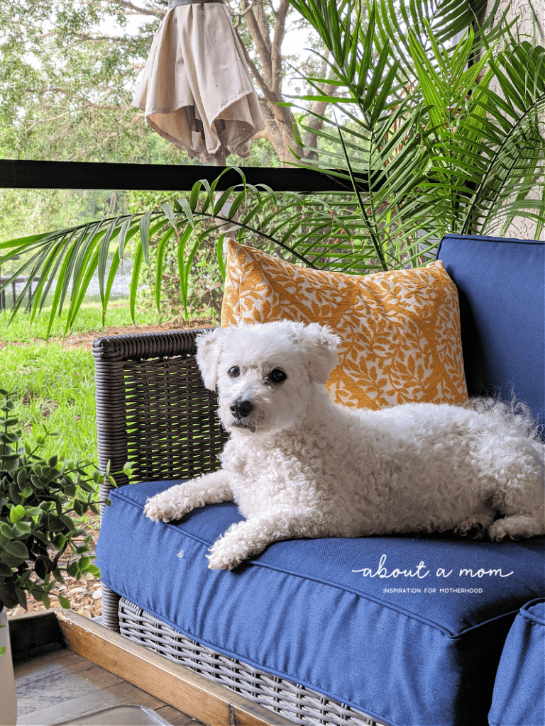 dog sitting on outdoor sofa