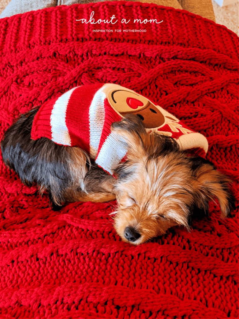 dog in christmas sweater
