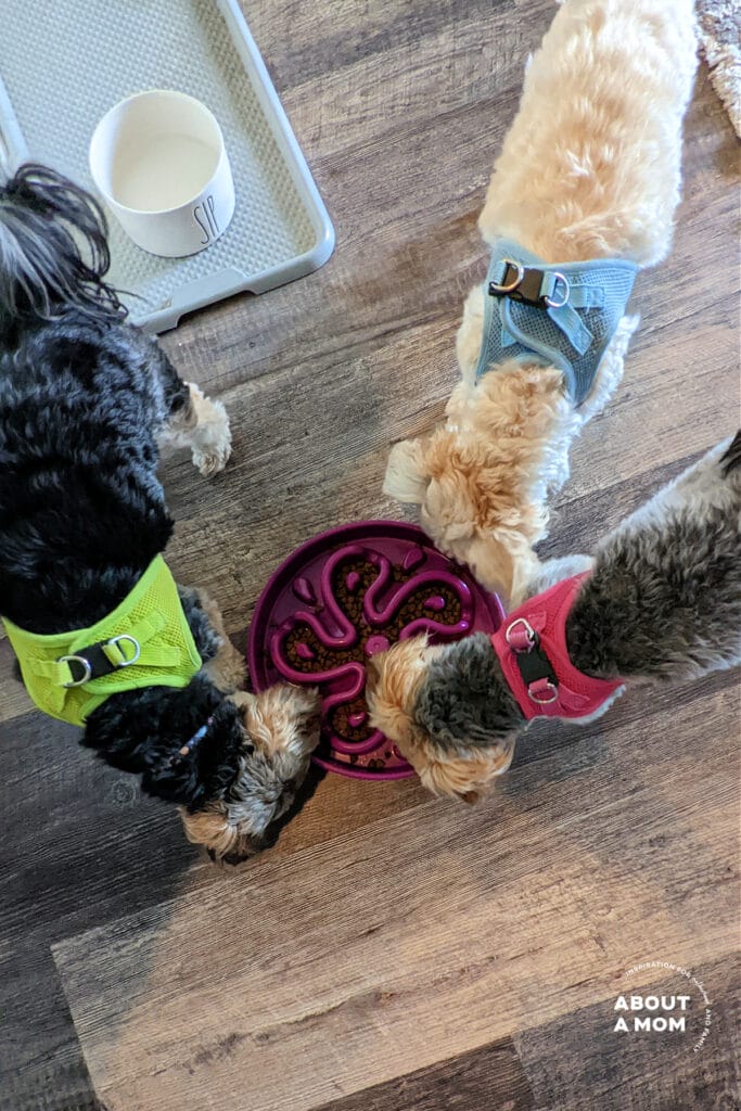 Three small dogs eating out of a slow feeder dog bowl. The bowl is designed like a maze.