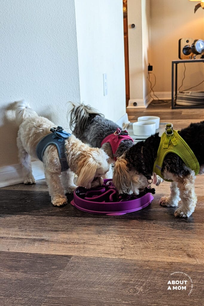 Three small dogs eating from a puzzle dog bowl that is designed like a maze.