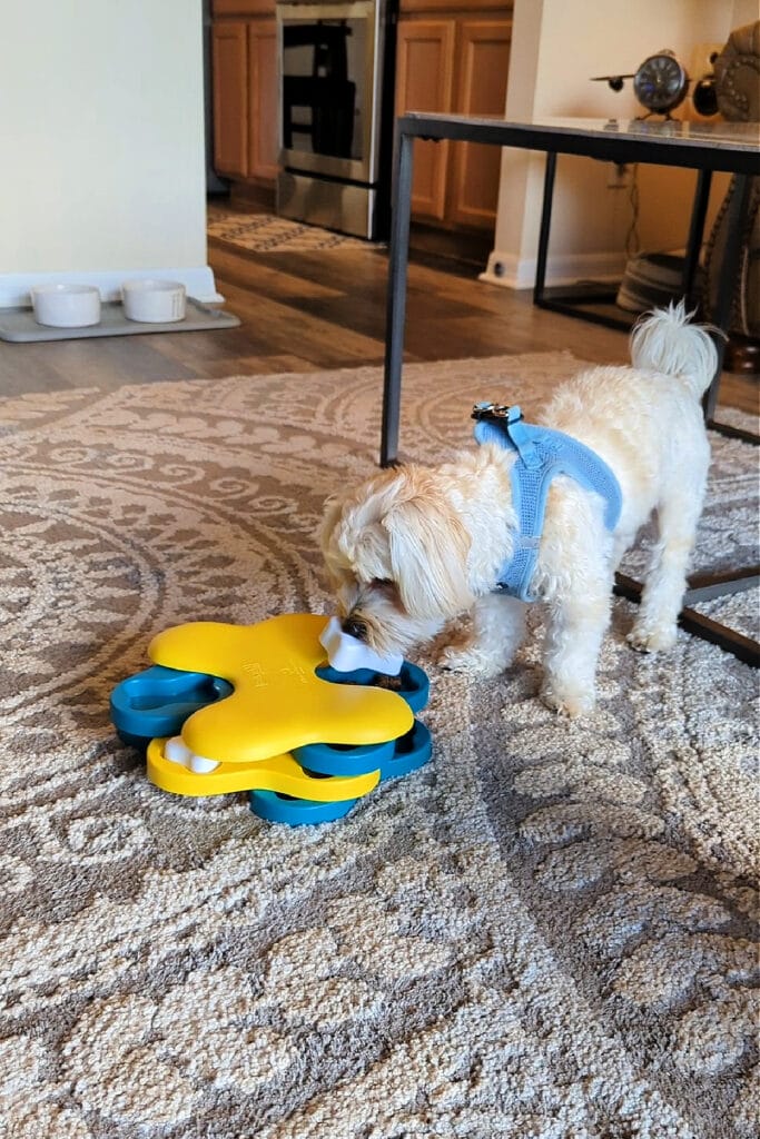 A white dog playing with a yellow and blue treat puzzle toy. 