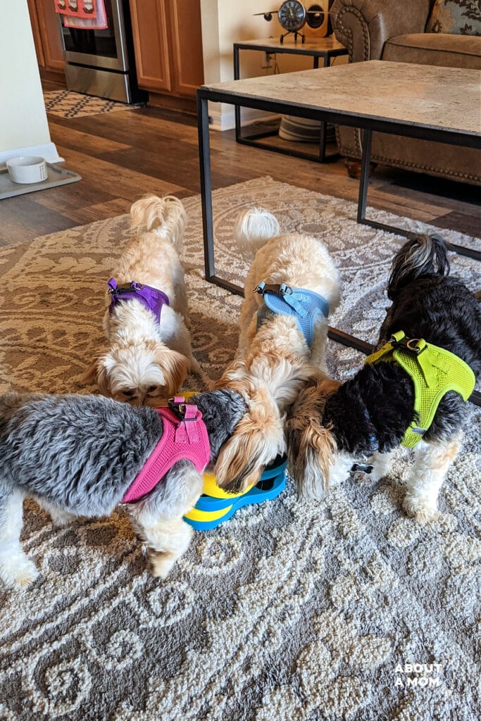 Four small dogs playing with a yellow and blue dog puzzle toy.